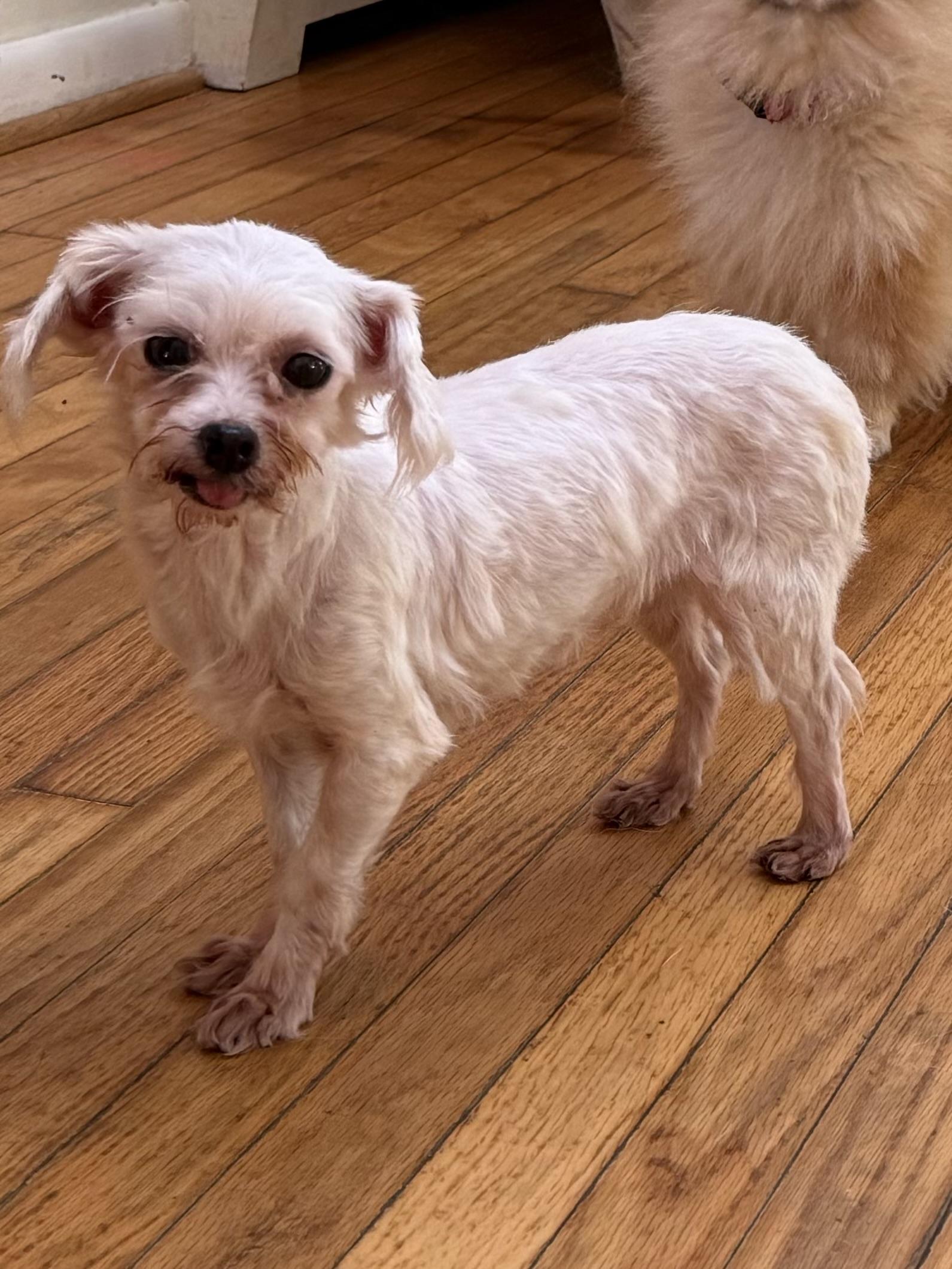 Watermelon, Adoptable, Adult Female Maltese.