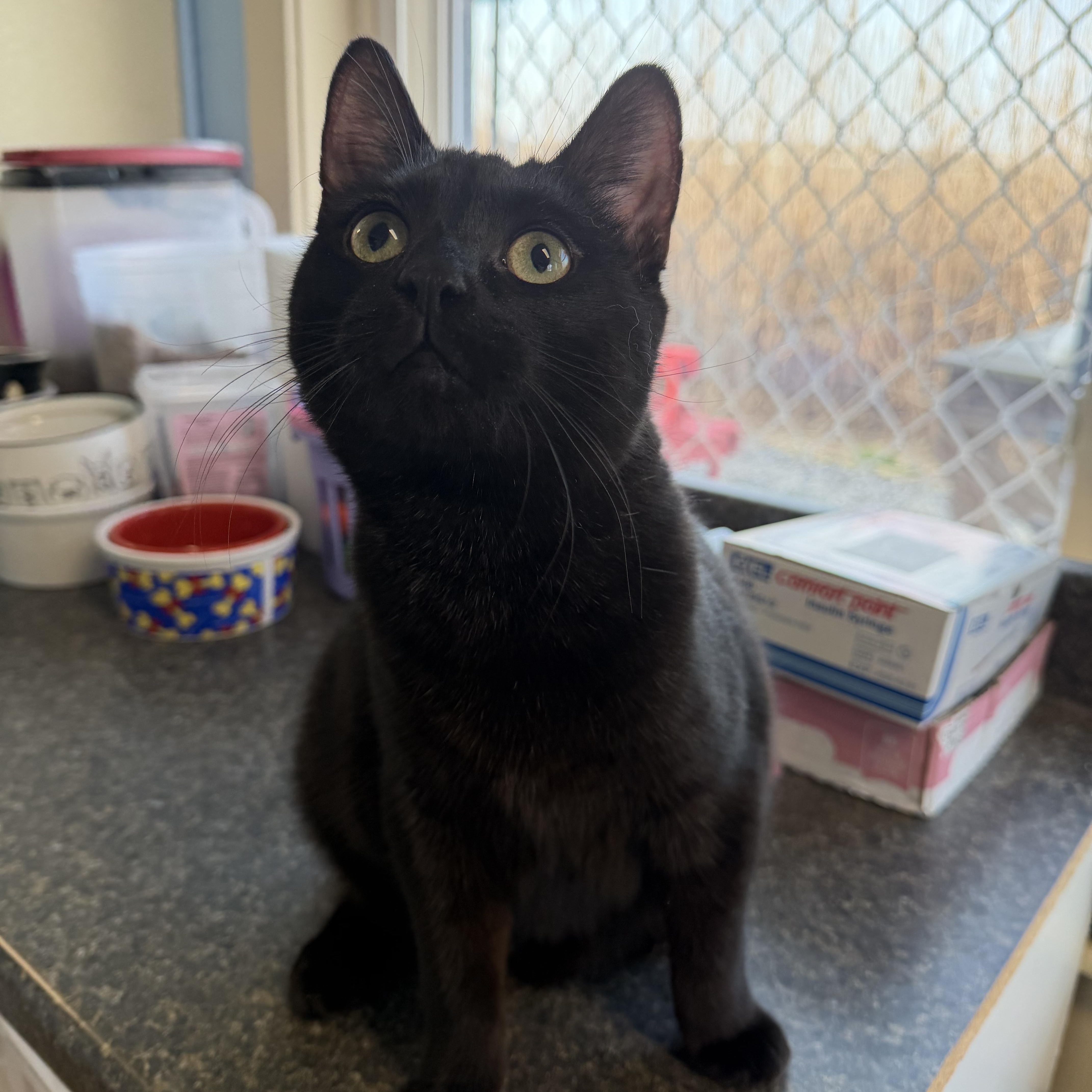 Enlarge Jett, a ADOPTABLE Domestic Short Hair in Ocean City, NJ image 1/1