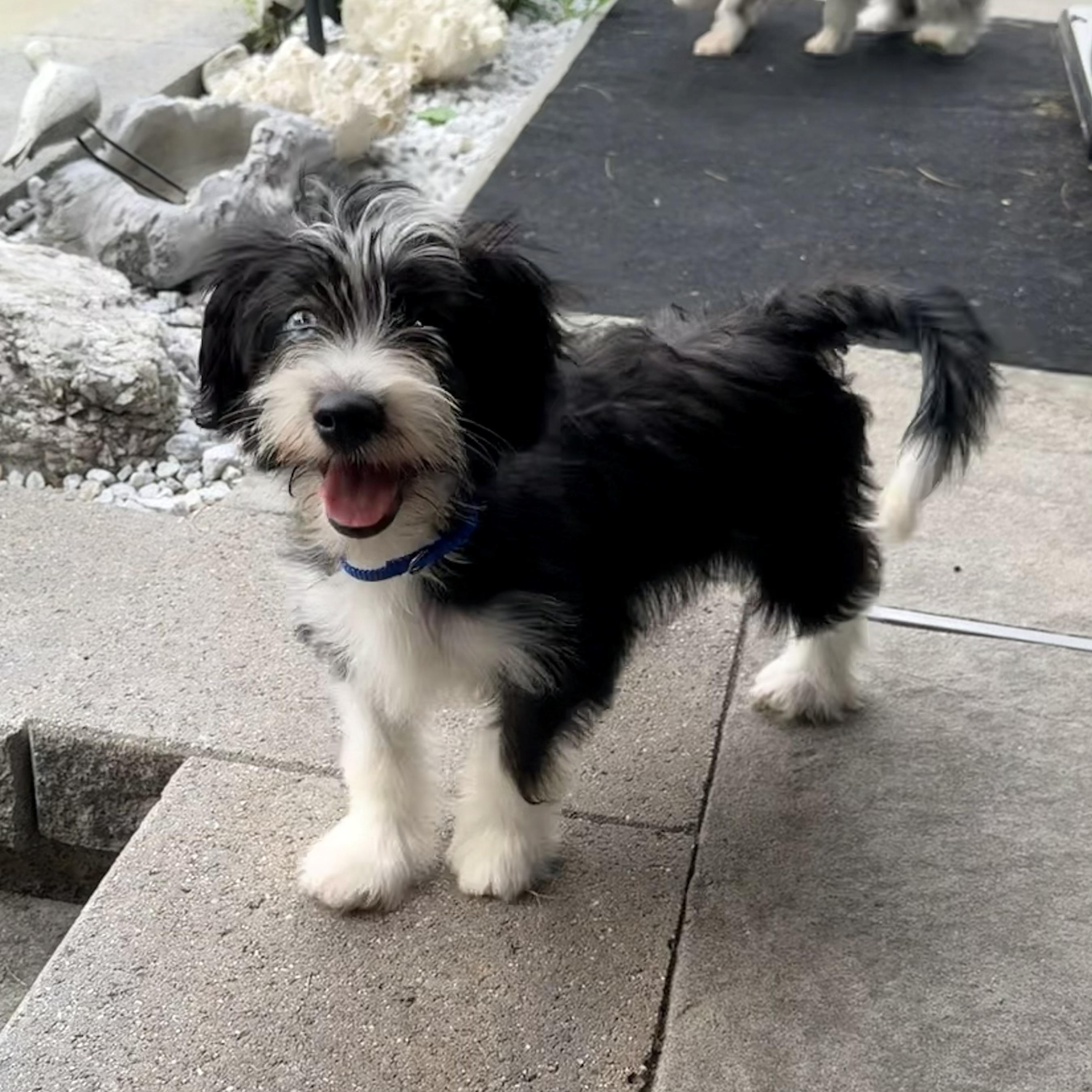 Sammie, adopted, Puppy Female Mixed Breed.