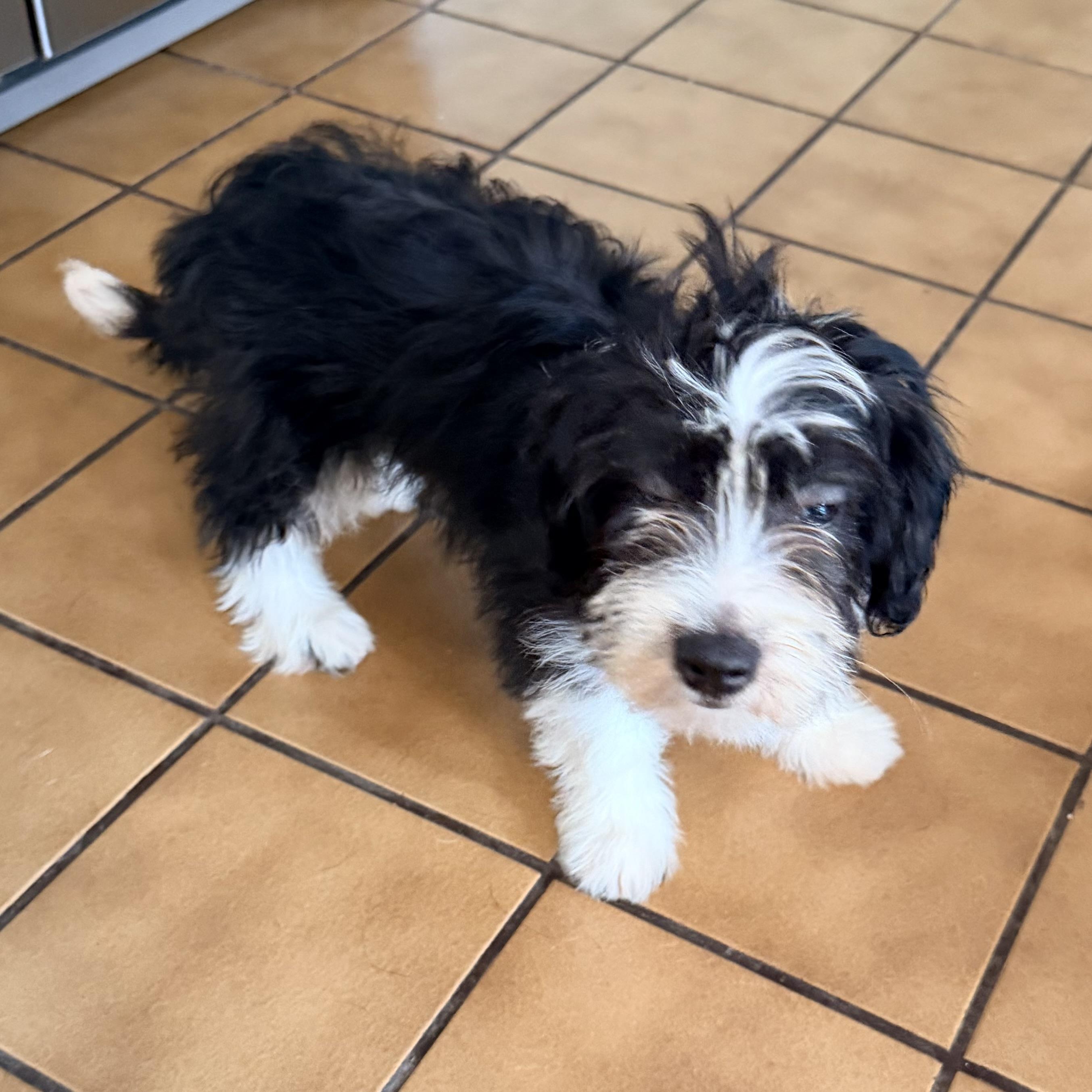 Sammie, an adopted Mixed Breed in Hillsborough, NJ image 2/6