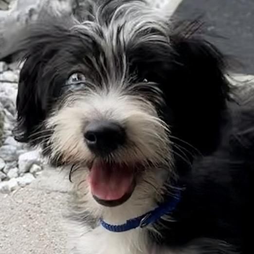 Sammie, an adopted Mixed Breed in Hillsborough, NJ image 5/6