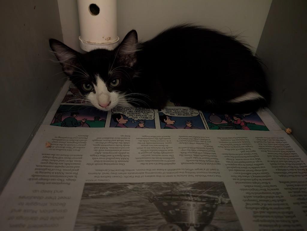 Apple Crisp, Adoptable, Kitten Male Domestic Short Hair.