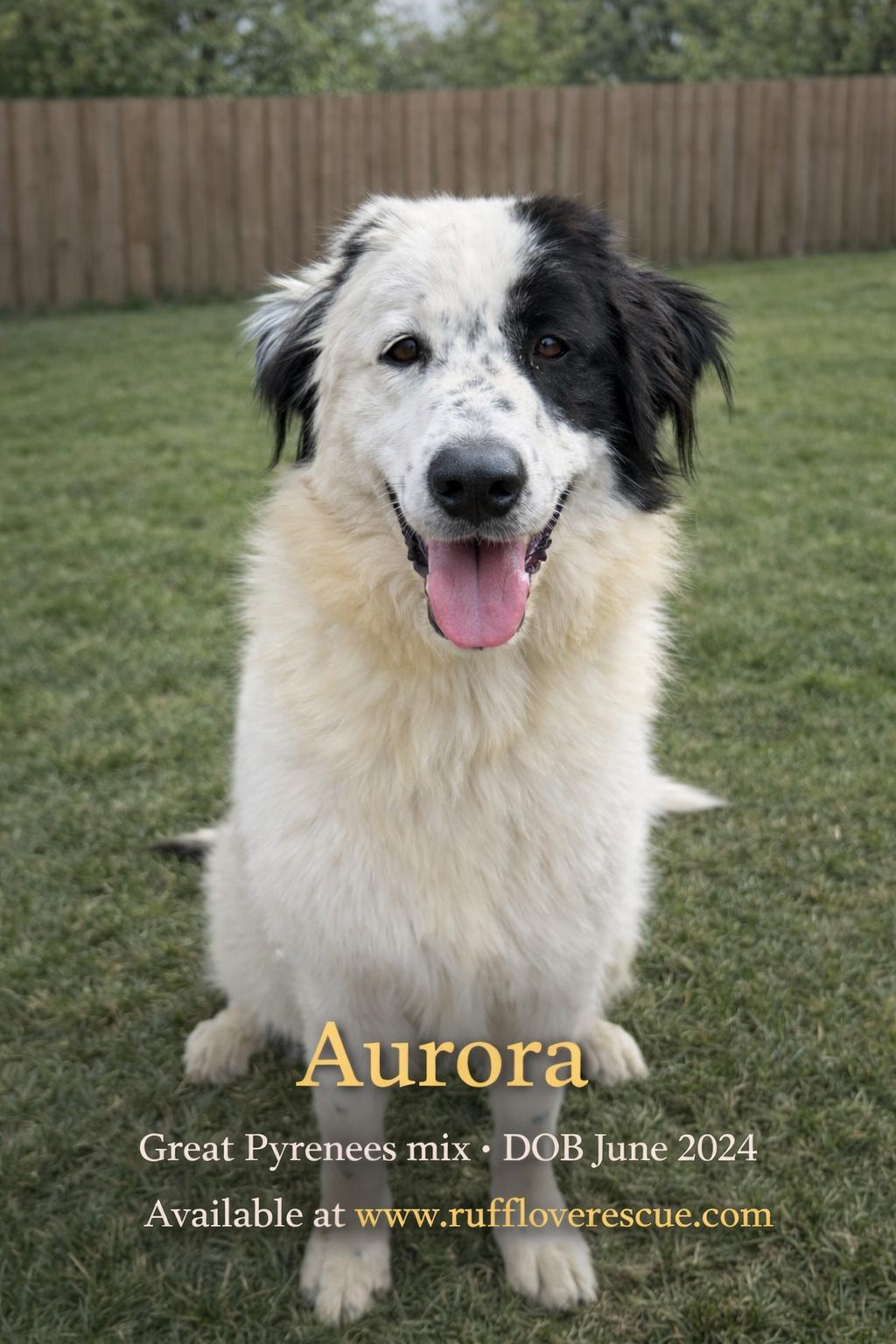 Aurora, Adoptable, Young Female Great Pyrenees.