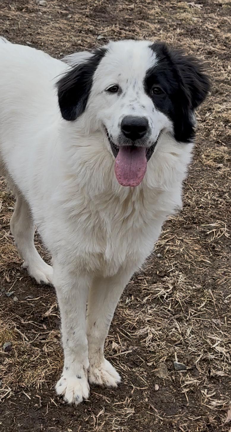 Aurora, a Adoptable Great Pyrenees in Thomasville, NC image 1/3