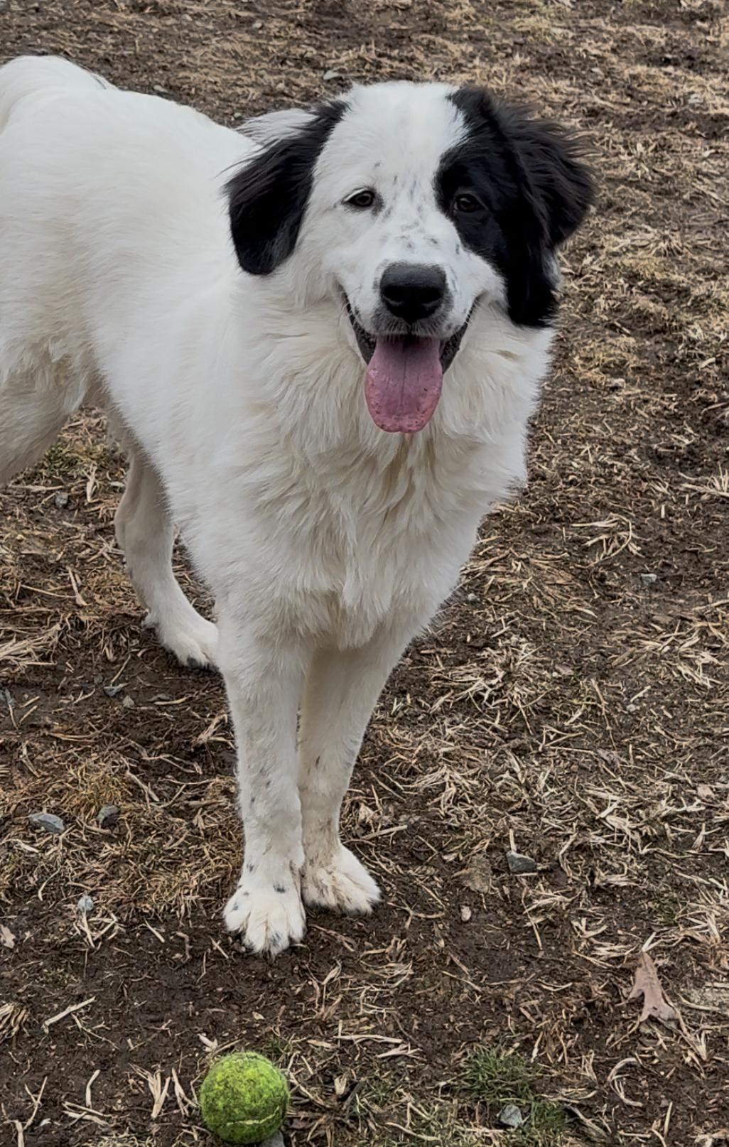 Aurora, a Adoptable Great Pyrenees in Thomasville, NC image 2/3