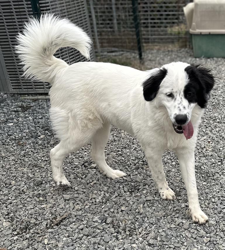 Aurora, a Adoptable Great Pyrenees in Thomasville, NC image 3/3