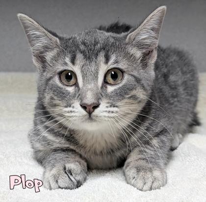 Plop, a Adoptable mixed breed in Mason, MI image 1/2