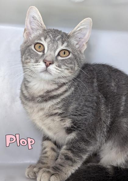 Plop, a Adoptable mixed breed in Mason, MI image 2/2