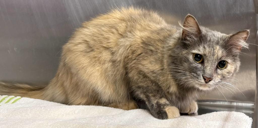 Charlotte Flair, Adoptable, Young Female Domestic Long Hair.