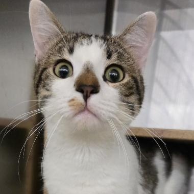 Enlarge Sundae, an adopted Domestic Short Hair in Cincinnati, OH image 1/4