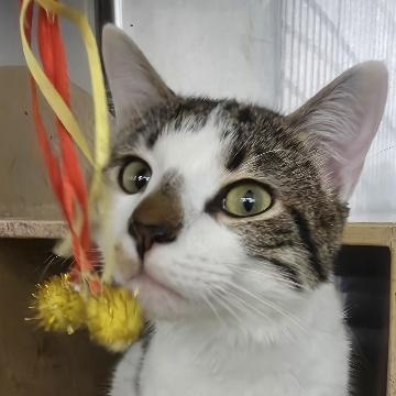 Enlarge Sundae, an adopted Domestic Short Hair in Cincinnati, OH image 3/4