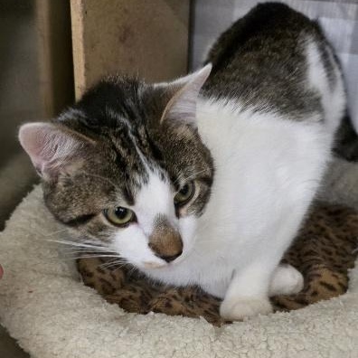 Enlarge Sundae, an adopted Domestic Short Hair in Cincinnati, OH image 4/4