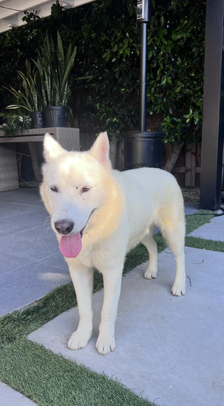 Enlarge Troy, a ADOPTABLE Husky in Los Angeles, CA image 2/4