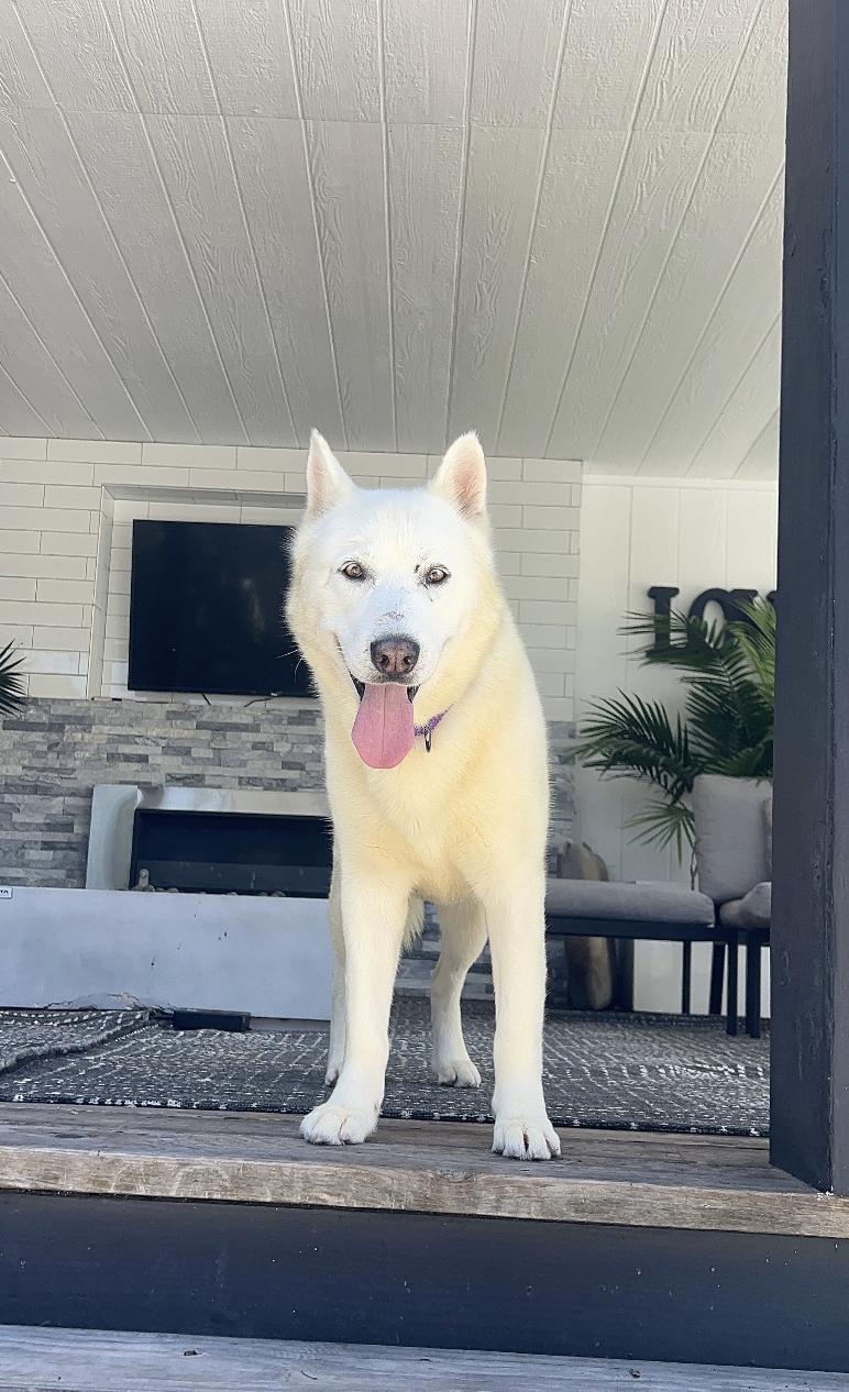 Troy, ADOPTABLE, Adult Male Husky.