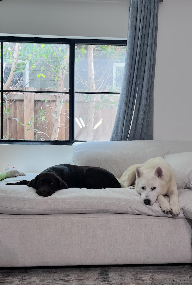 Enlarge Troy, a ADOPTABLE Husky in Los Angeles, CA image 4/4