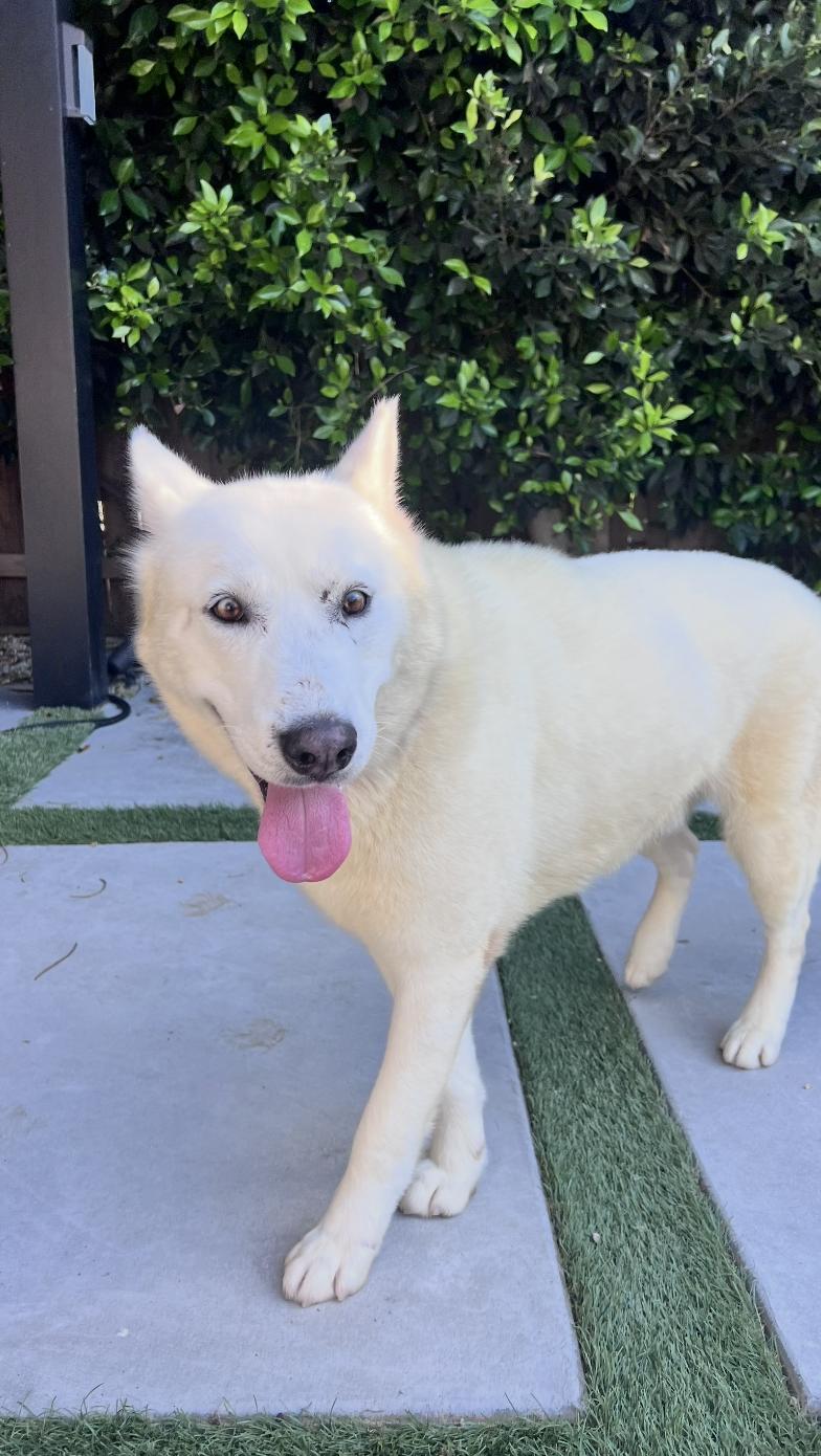 Enlarge Troy, a ADOPTABLE Husky in Los Angeles, CA image 3/4