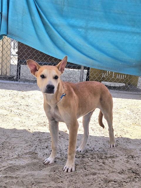 HUNTER, Adoptable, Adult Male Pit Bull Terrier.
