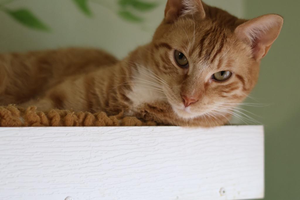 Enlarge Boyer (Lil' Man), a Adoptable mixed breed in Hot Springs, AR image 1/6