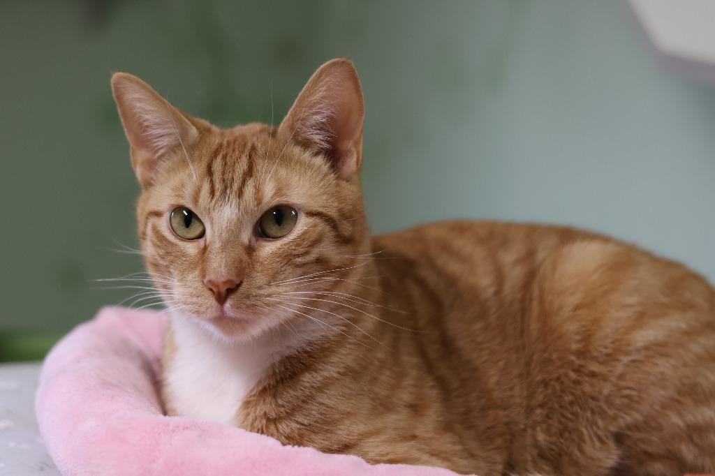 Enlarge Boyer (Lil' Man), a Adoptable mixed breed in Hot Springs, AR image 1/4