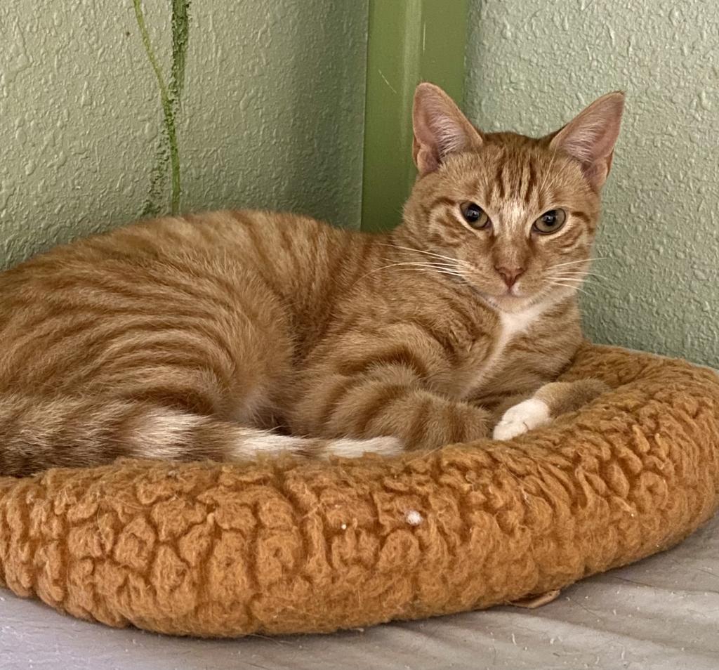 Enlarge Boyer (Lil' Man), a Adoptable mixed breed in Hot Springs, AR image 2/4