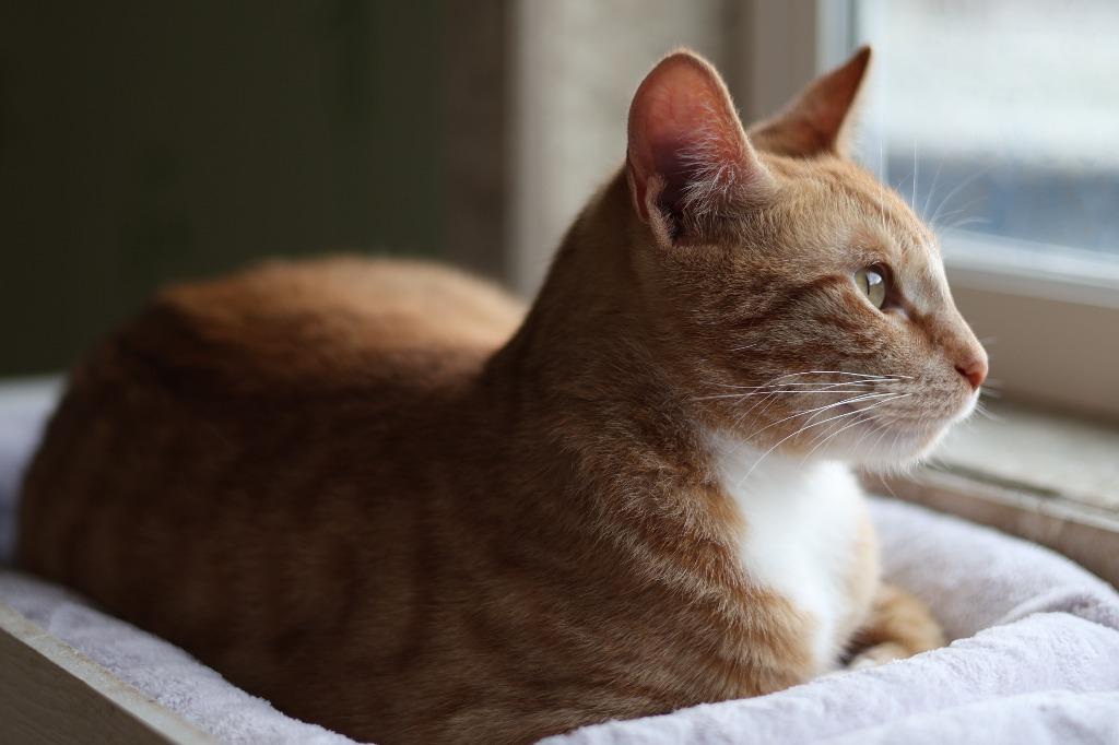 Enlarge Boyer (Lil' Man), a Adoptable mixed breed in Hot Springs, AR image 4/6