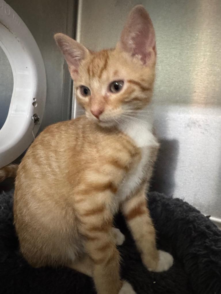 Enlarge Boyer (Lil' Man), a Adoptable mixed breed in Hot Springs, AR image 3/4