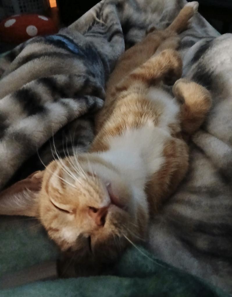 Enlarge Boyer (Lil' Man), a Adoptable mixed breed in Hot Springs, AR image 3/3