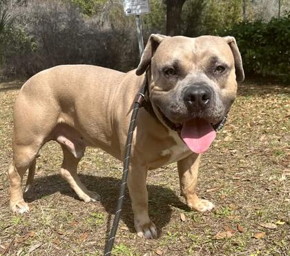 Enlarge Champ, a Adoptable mixed breed in Palm Coast, FL image 1/3