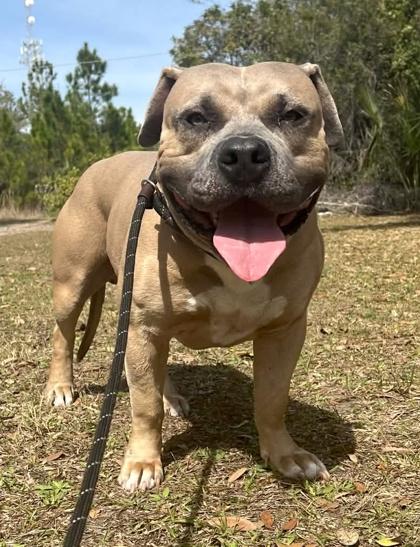 Enlarge Champ, a Adoptable mixed breed in Palm Coast, FL image 2/3