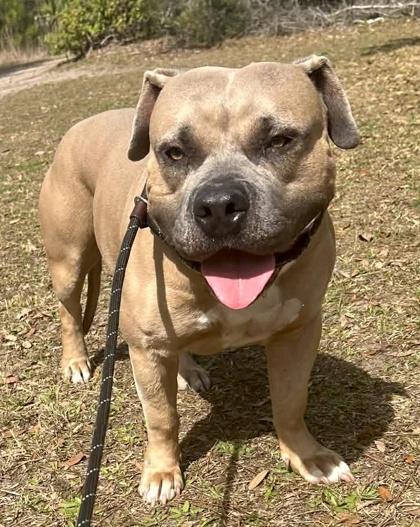 Enlarge Champ, a Adoptable mixed breed in Palm Coast, FL image 3/3