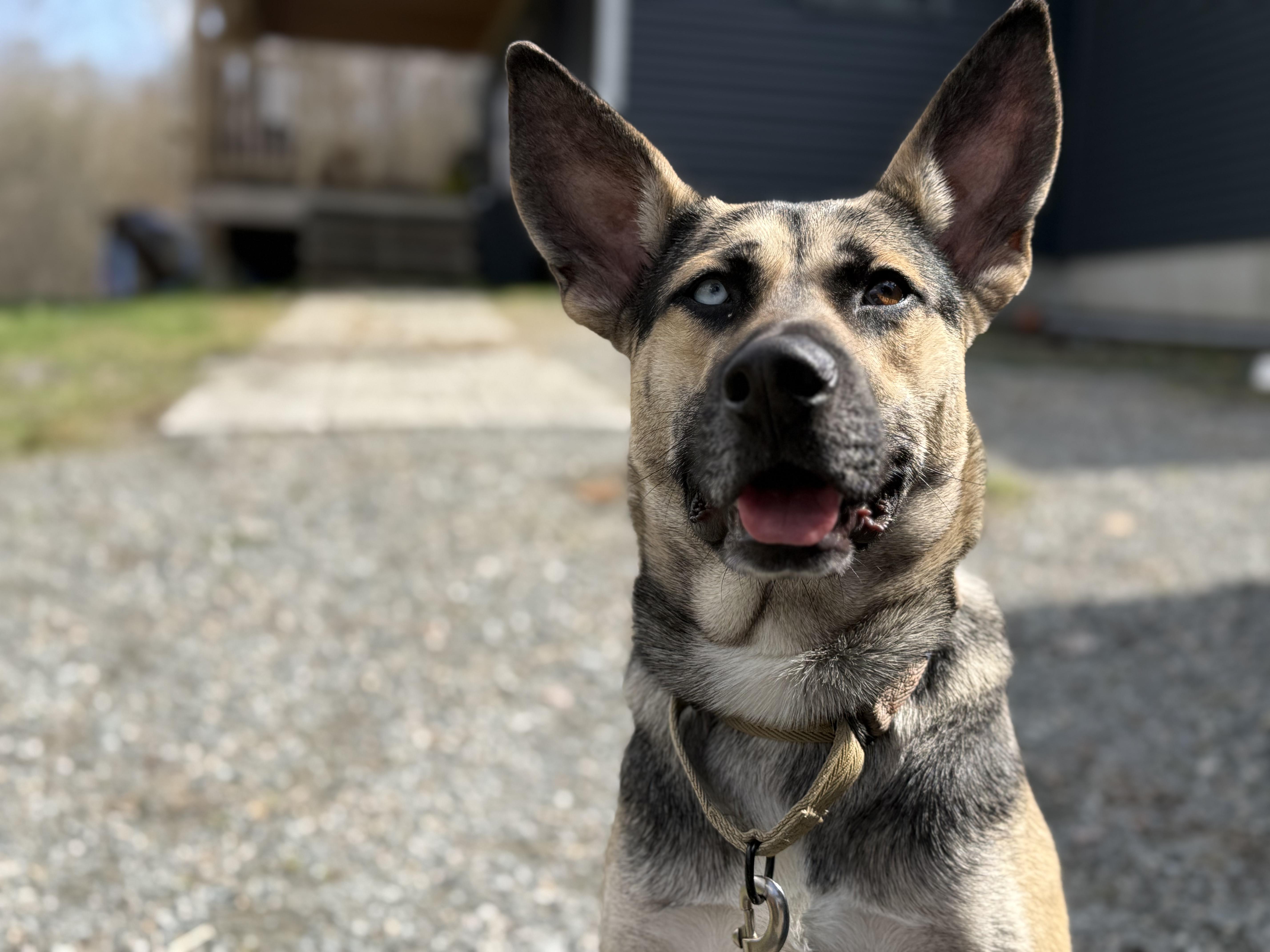 Stock, a ADOPTABLE mixed breed in Randolph Center, VT image 3/6