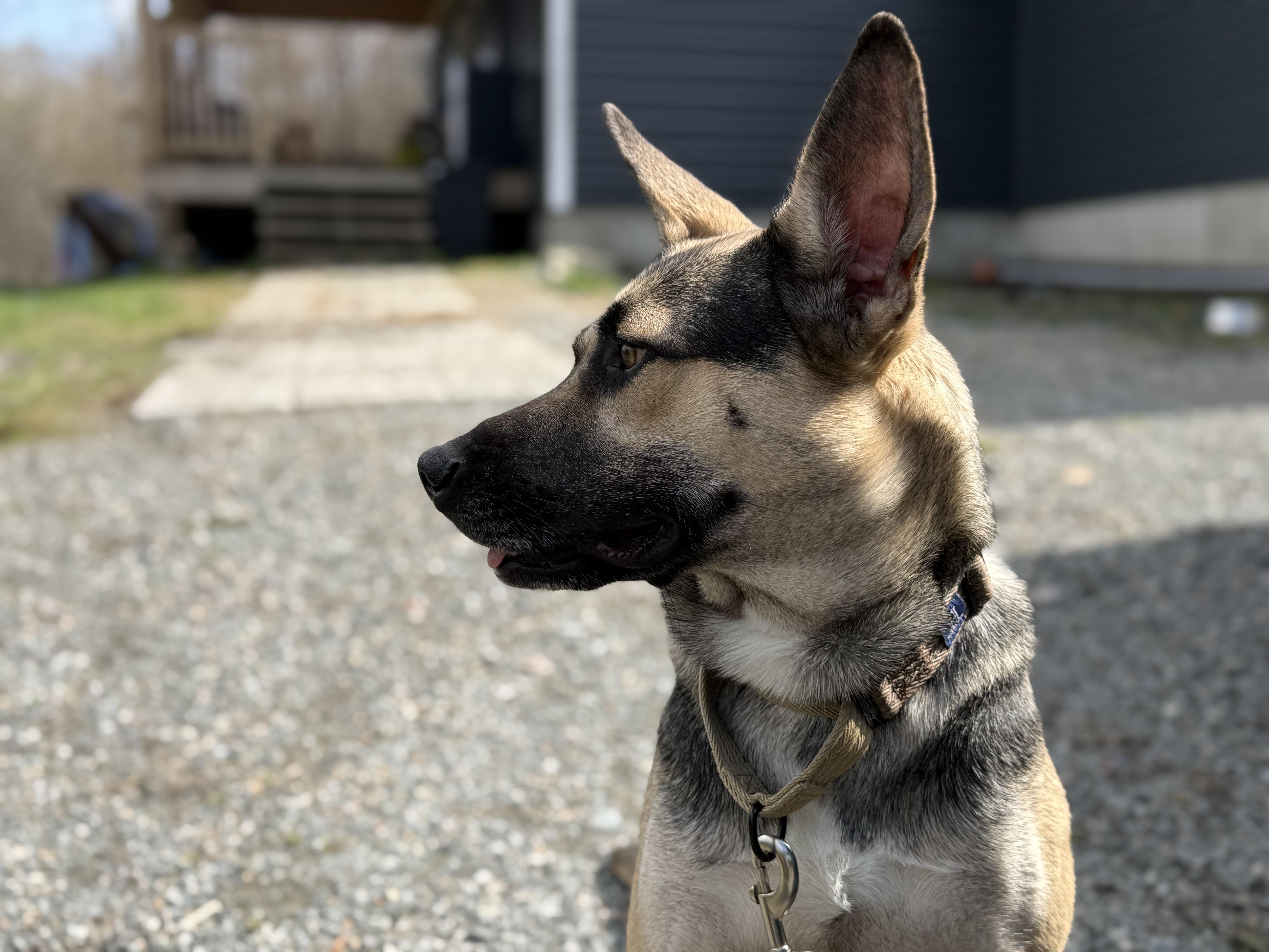 Stock, a ADOPTABLE mixed breed in Randolph Center, VT image 1/6