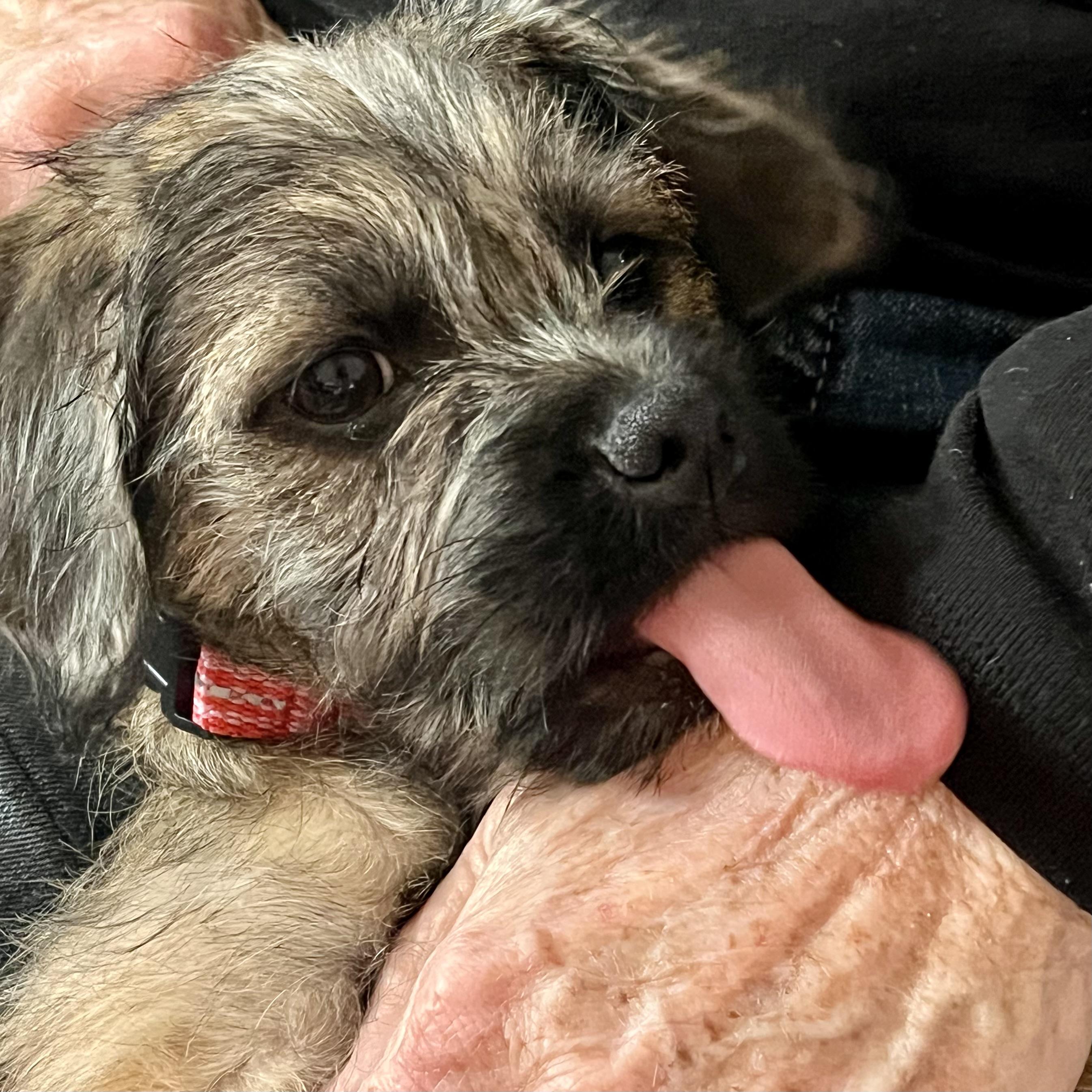 Kitkat, an adoptable Pug, Aussiedoodle in Prior Lake, MN, 55372 | Photo Image 4