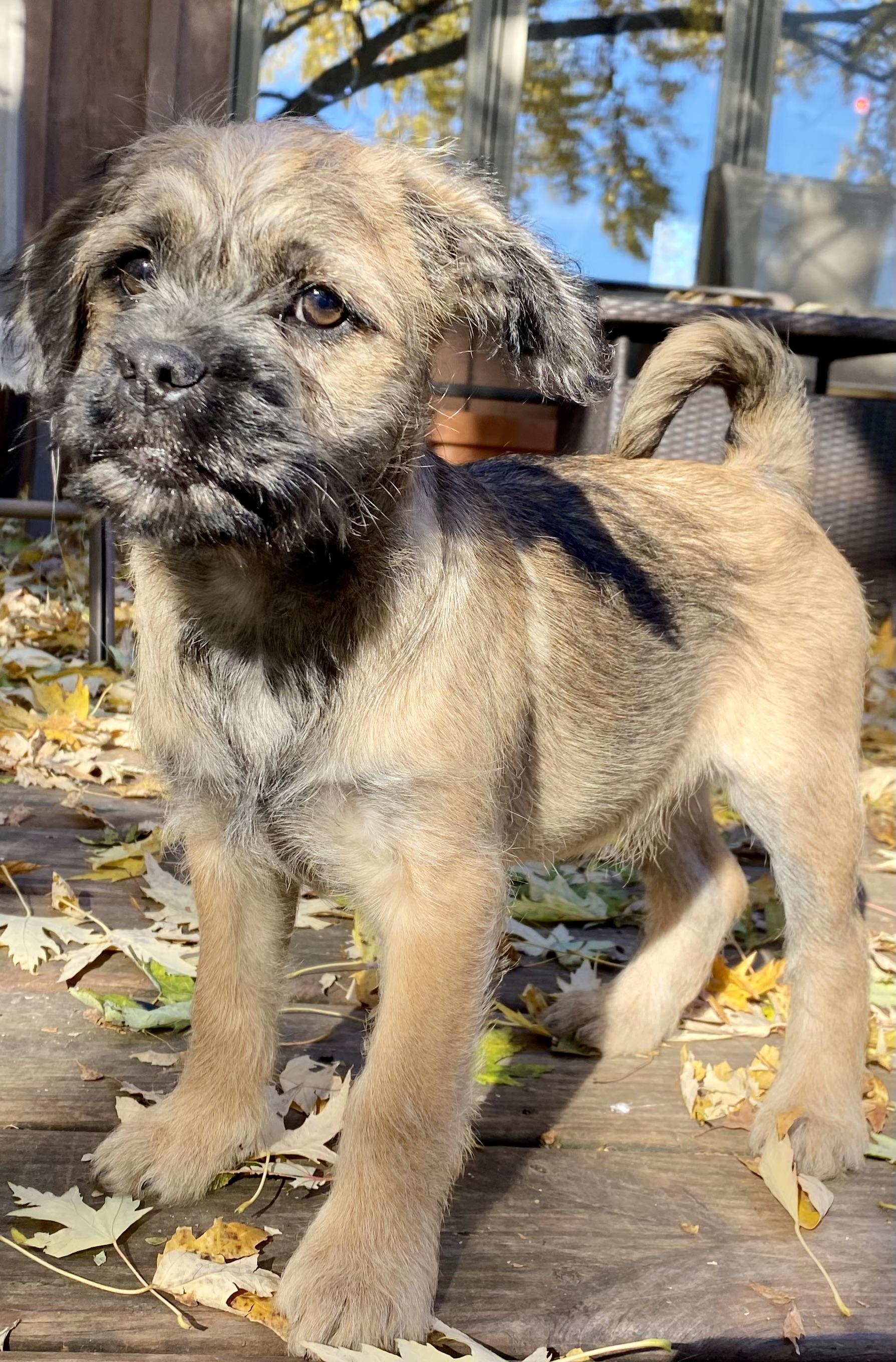 Kitkat, an adoptable Pug, Aussiedoodle in Prior Lake, MN, 55372 | Photo Image 1
