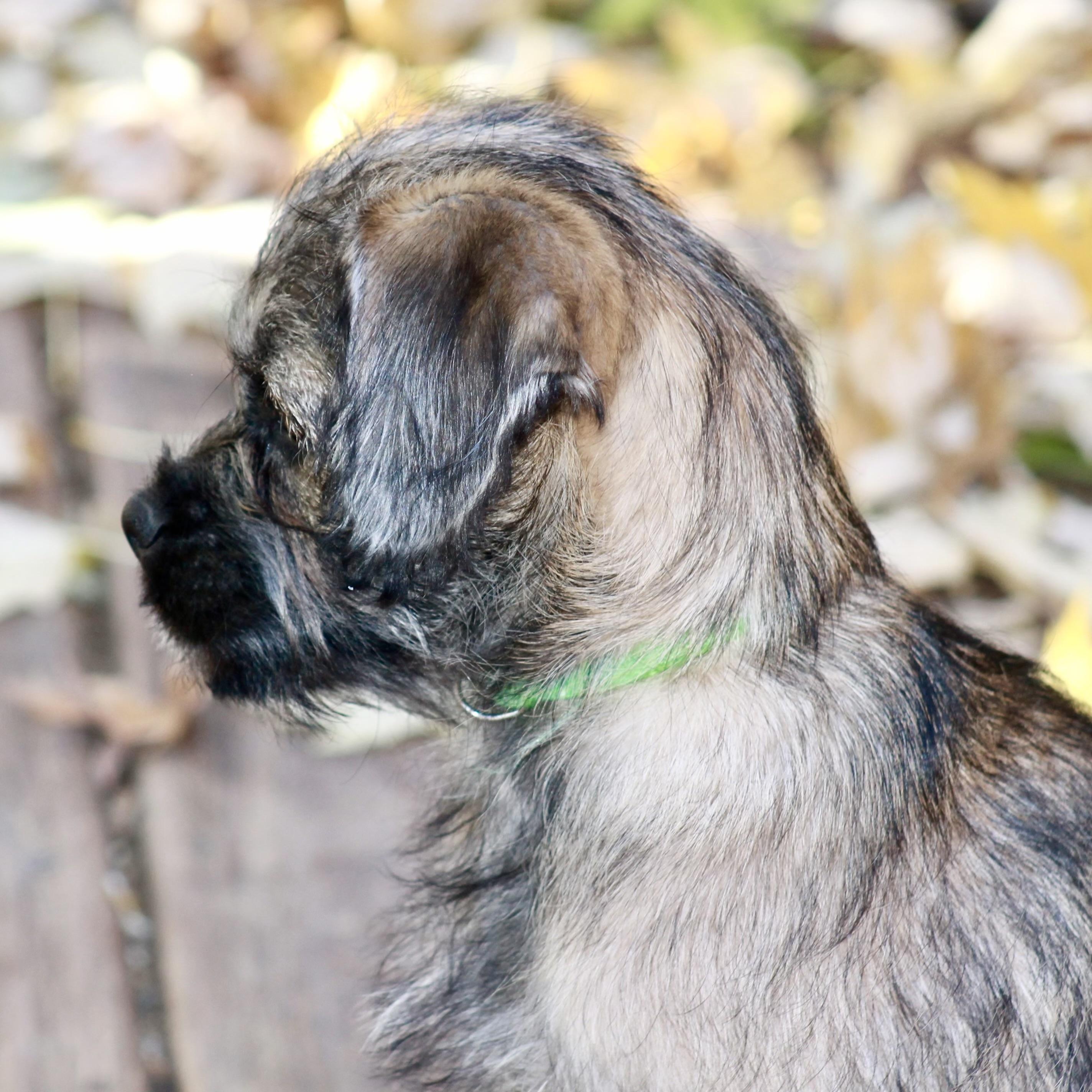 Kitkat, an adoptable Pug, Aussiedoodle in Prior Lake, MN, 55372 | Photo Image 2