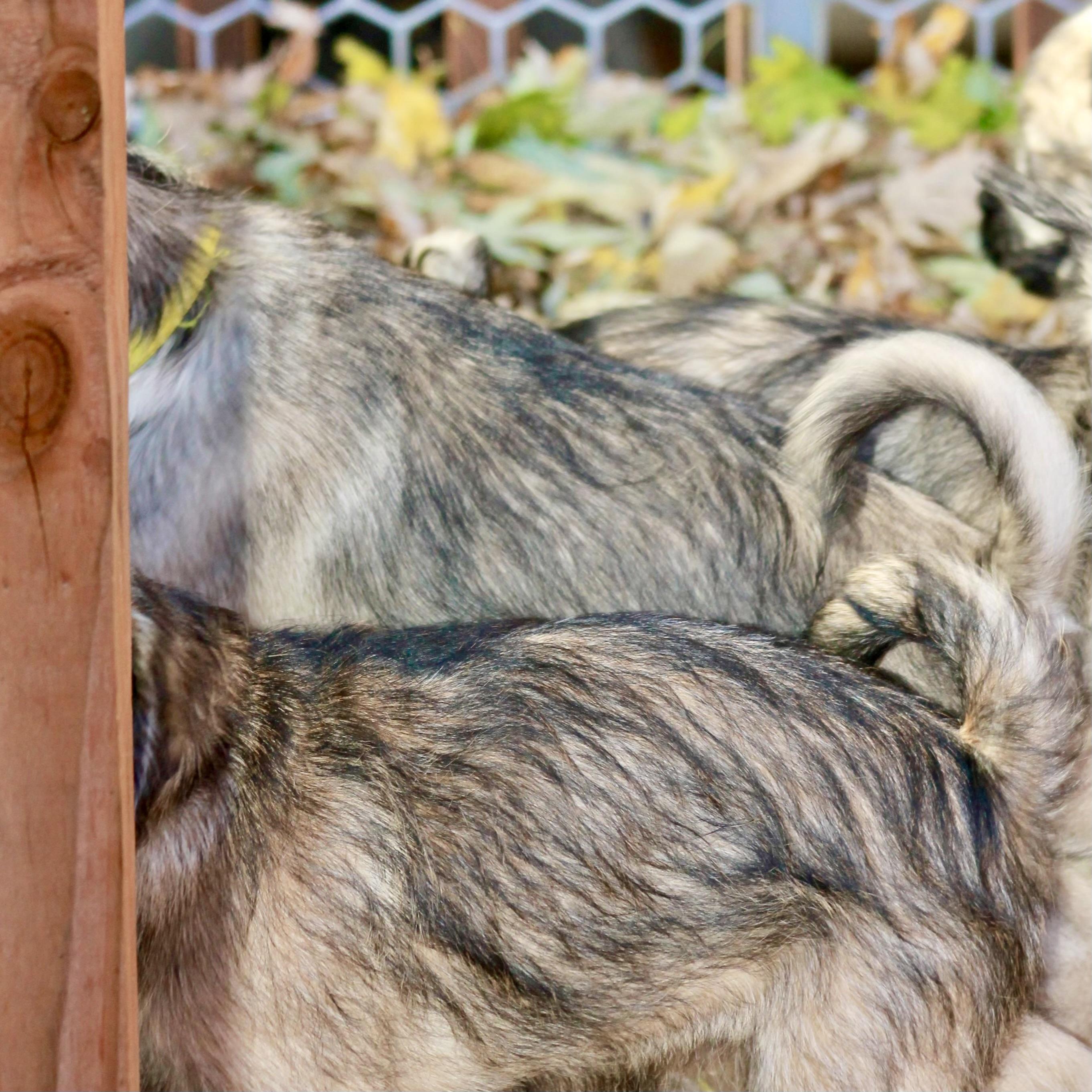 Kitkat, an adoptable Pug, Aussiedoodle in Prior Lake, MN, 55372 | Photo Image 3