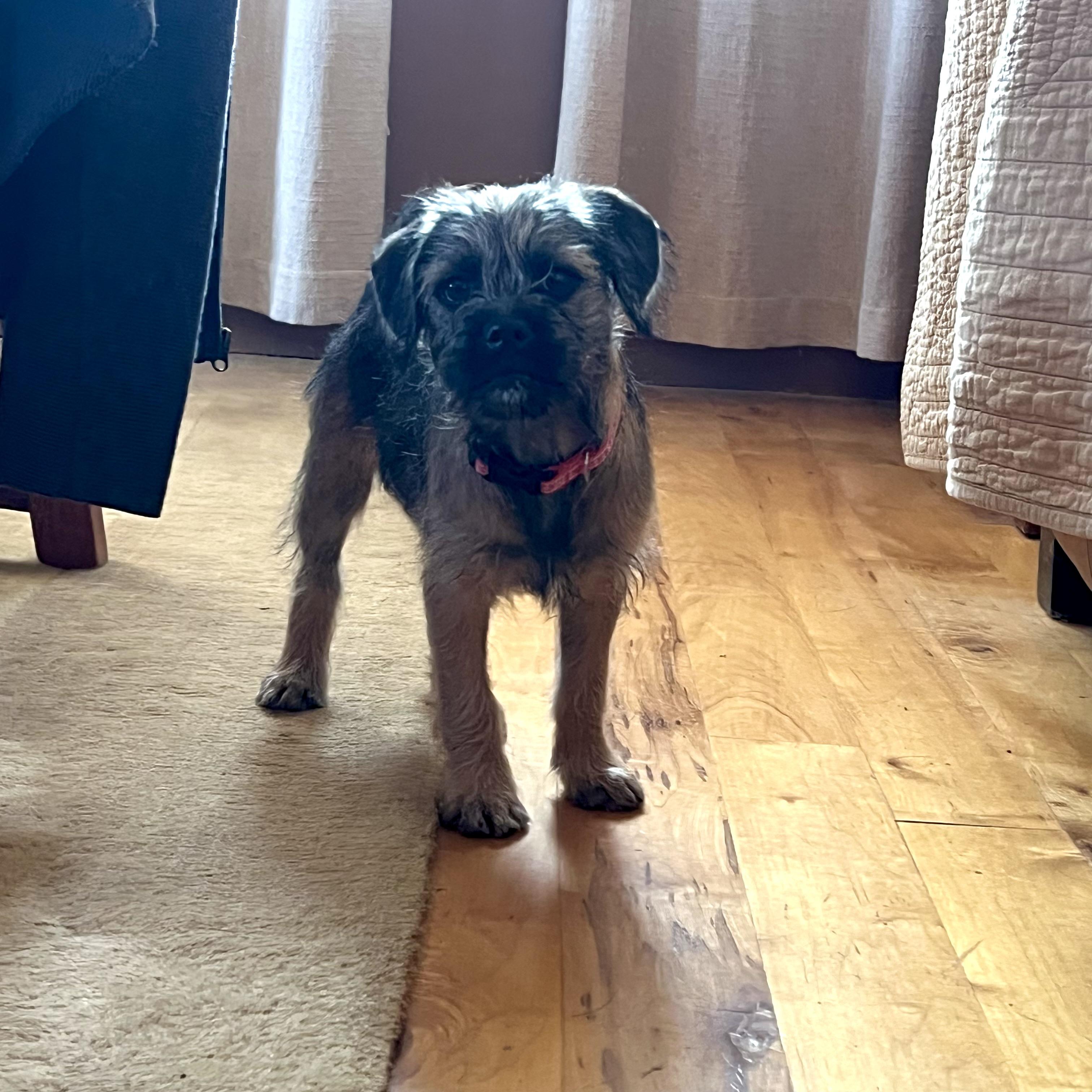 Kitkat, an adoptable Pug, Aussiedoodle in Prior Lake, MN, 55372 | Photo Image 5