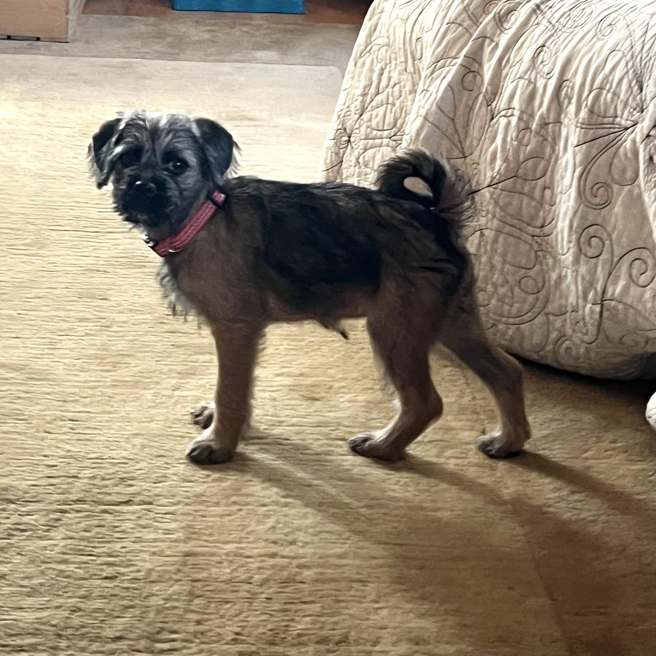 Kitkat, an adoptable Pug, Aussiedoodle in Prior Lake, MN, 55372 | Photo Image 6