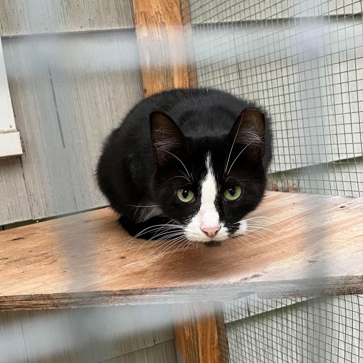 Enlarge Snek, a Adoptable mixed breed in Shippenville, PA image 4/6