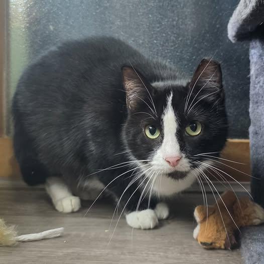 Snek, Adoptable, Adult Female Tuxedo & Domestic Short Hair.