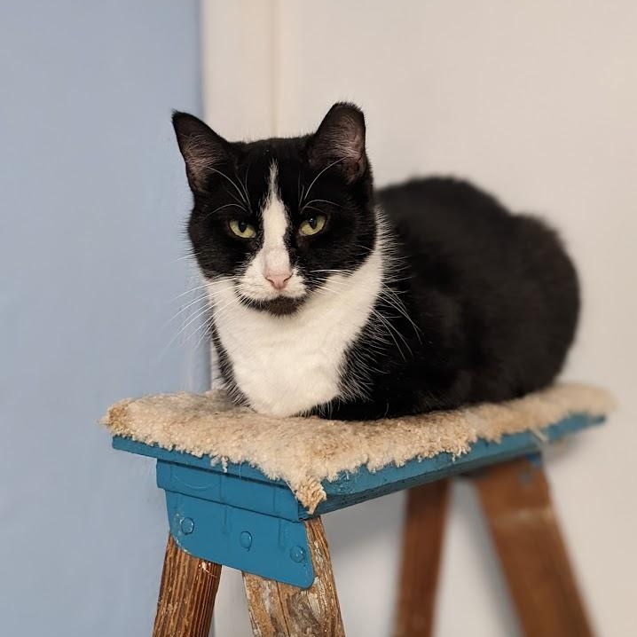 Enlarge Snek, a Adoptable mixed breed in Shippenville, PA image 5/6