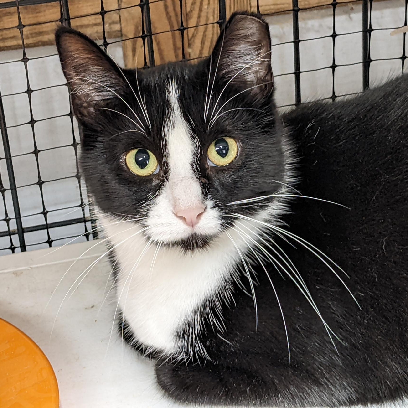 Enlarge Snek, a Adoptable mixed breed in Shippenville, PA image 2/6