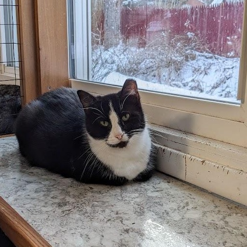 Enlarge Snek, a Adoptable mixed breed in Shippenville, PA image 6/6