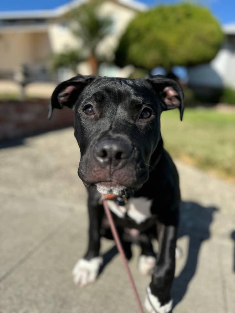 Tonka