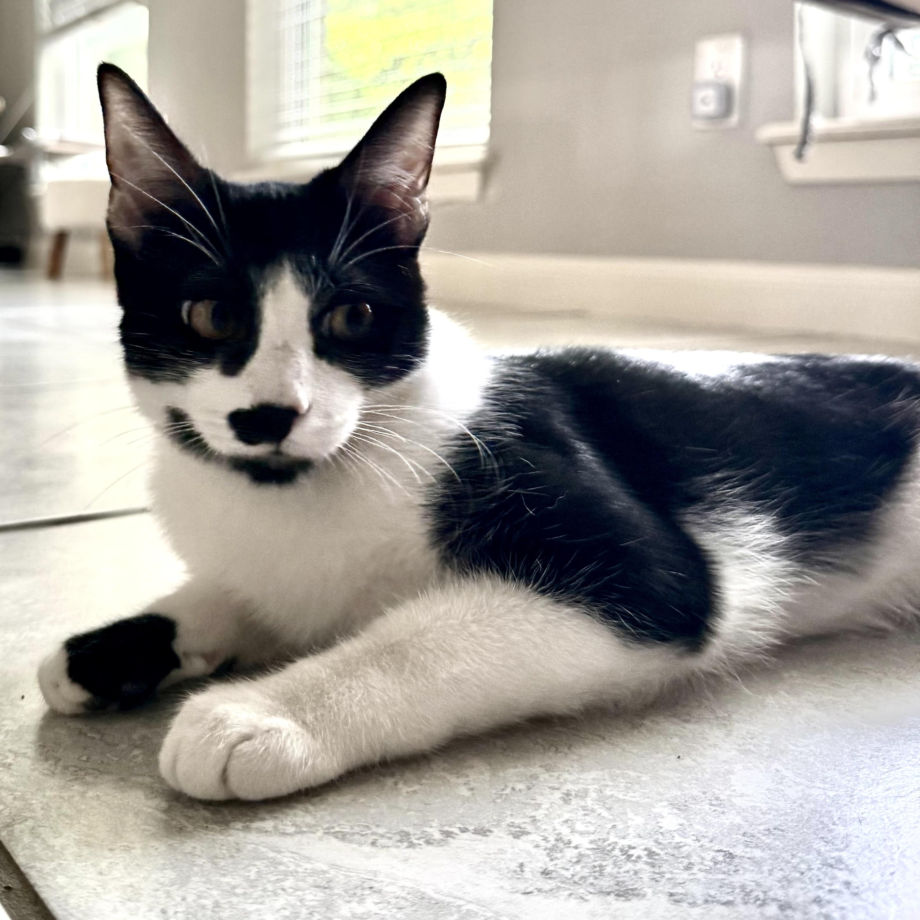 Enlarge Anton, a Adoptable mixed breed in Boise, ID image 6/6