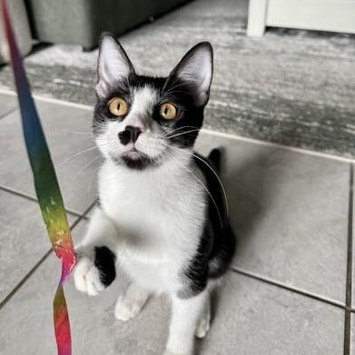 Enlarge Anton, a Adoptable mixed breed in Boise, ID image 3/6