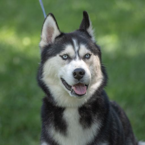Ivan - CTS2025 photo 2