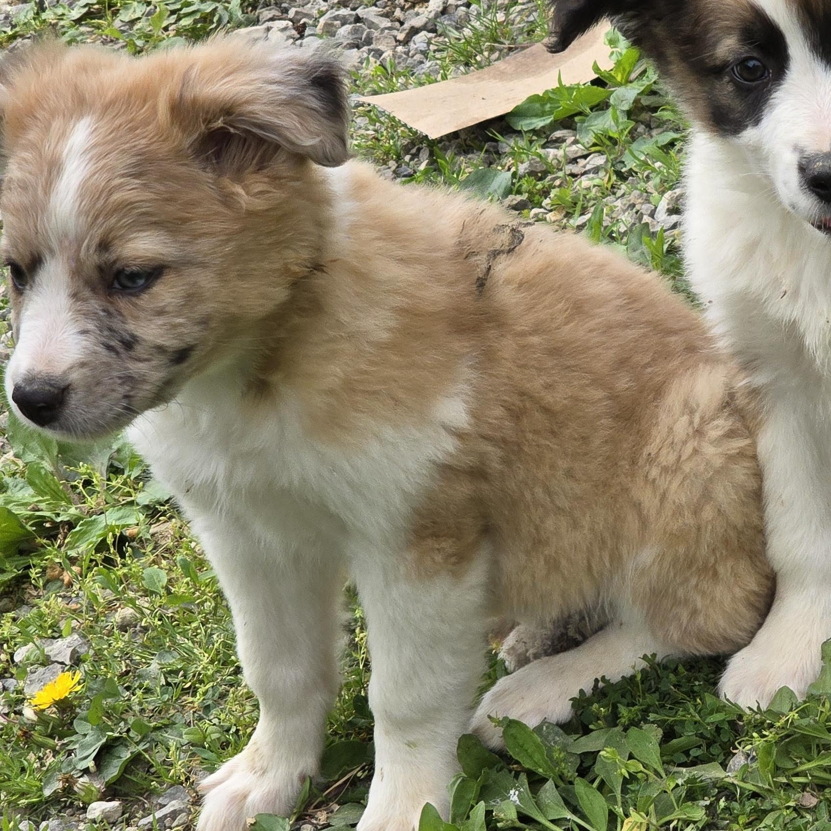 Enlarge Sheba, a ADOPTABLE Australian Shepherd in Zaleski, OH image 2/2