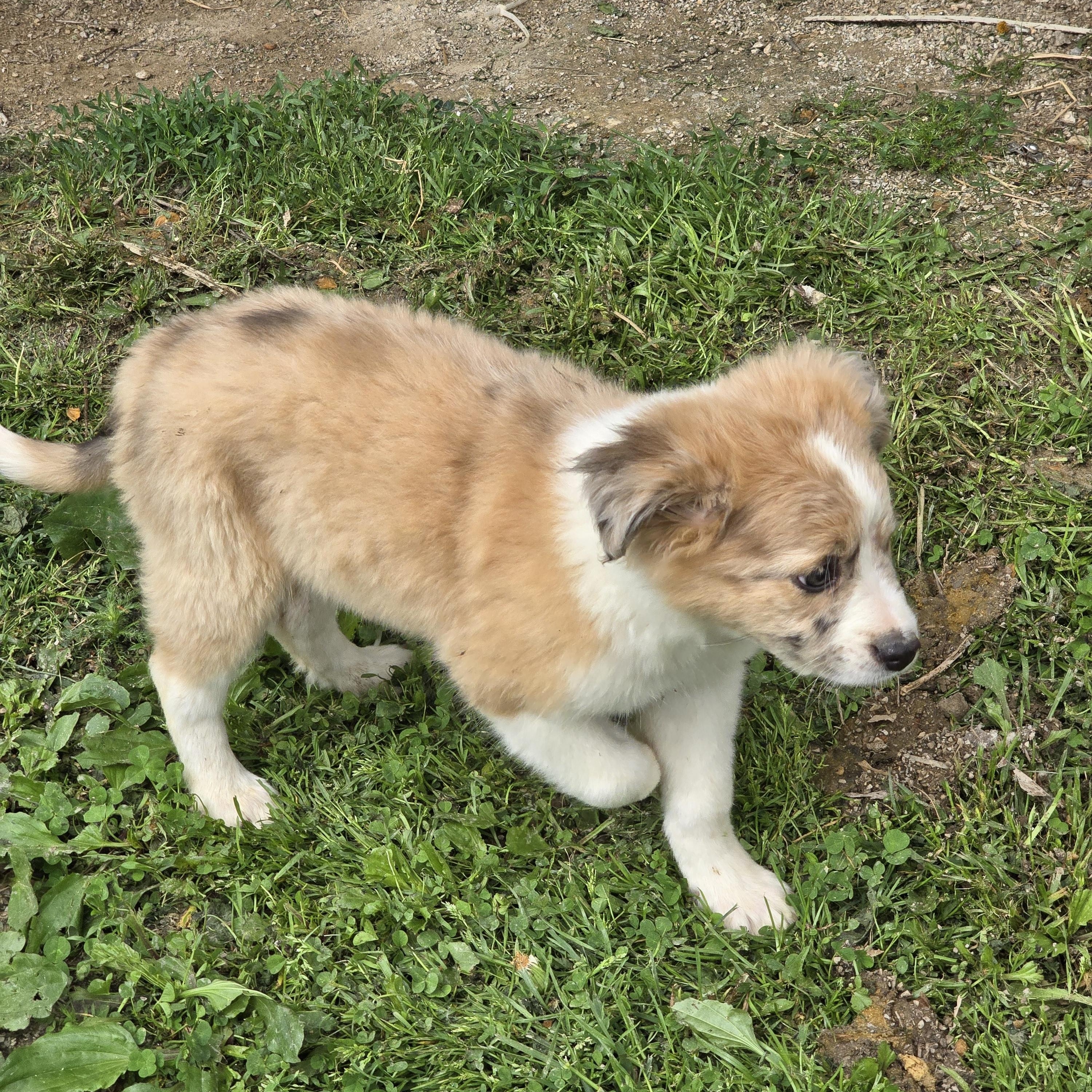 Enlarge Sheba, a ADOPTABLE Australian Shepherd in Zaleski, OH image 1/2