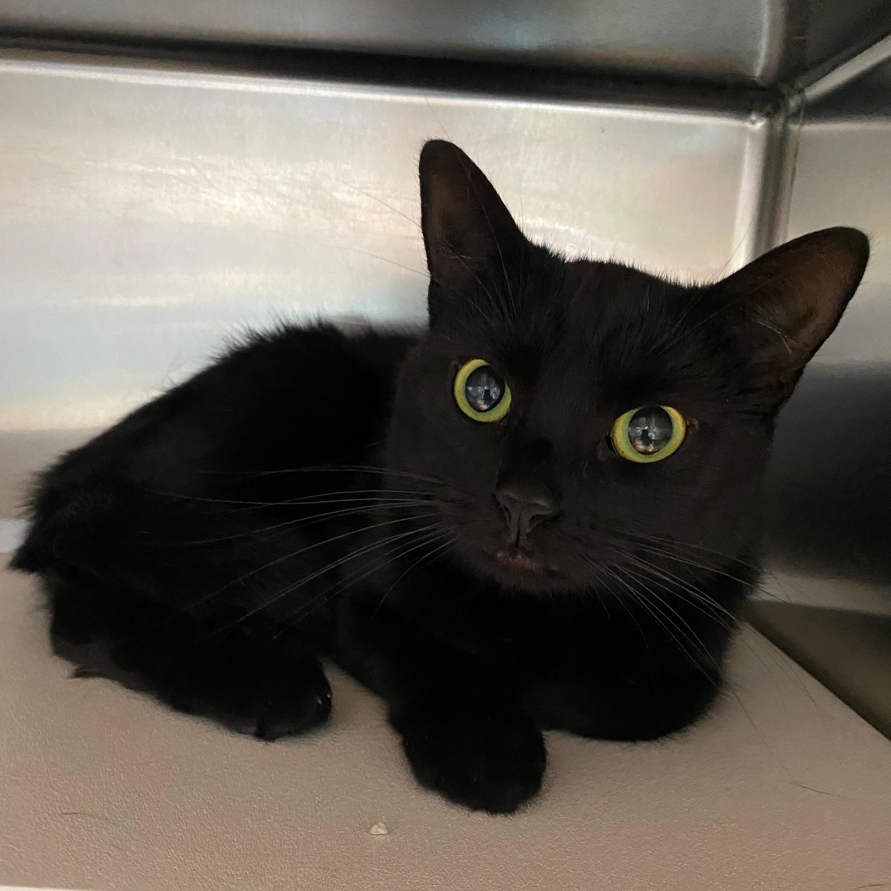 Ninja, Adoptable, Young Female Domestic Short Hair.